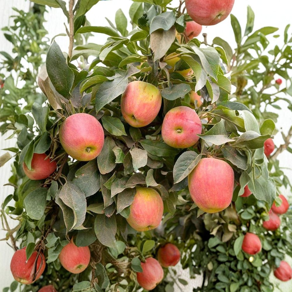 Apple Babe Dwarf Apple Tree – Malus domestica Live Bare Root Tree | 32–36 Inches Tall | Sweet Crisp Red Apple Variety | Compact Heavy Bearing Fruit Tree