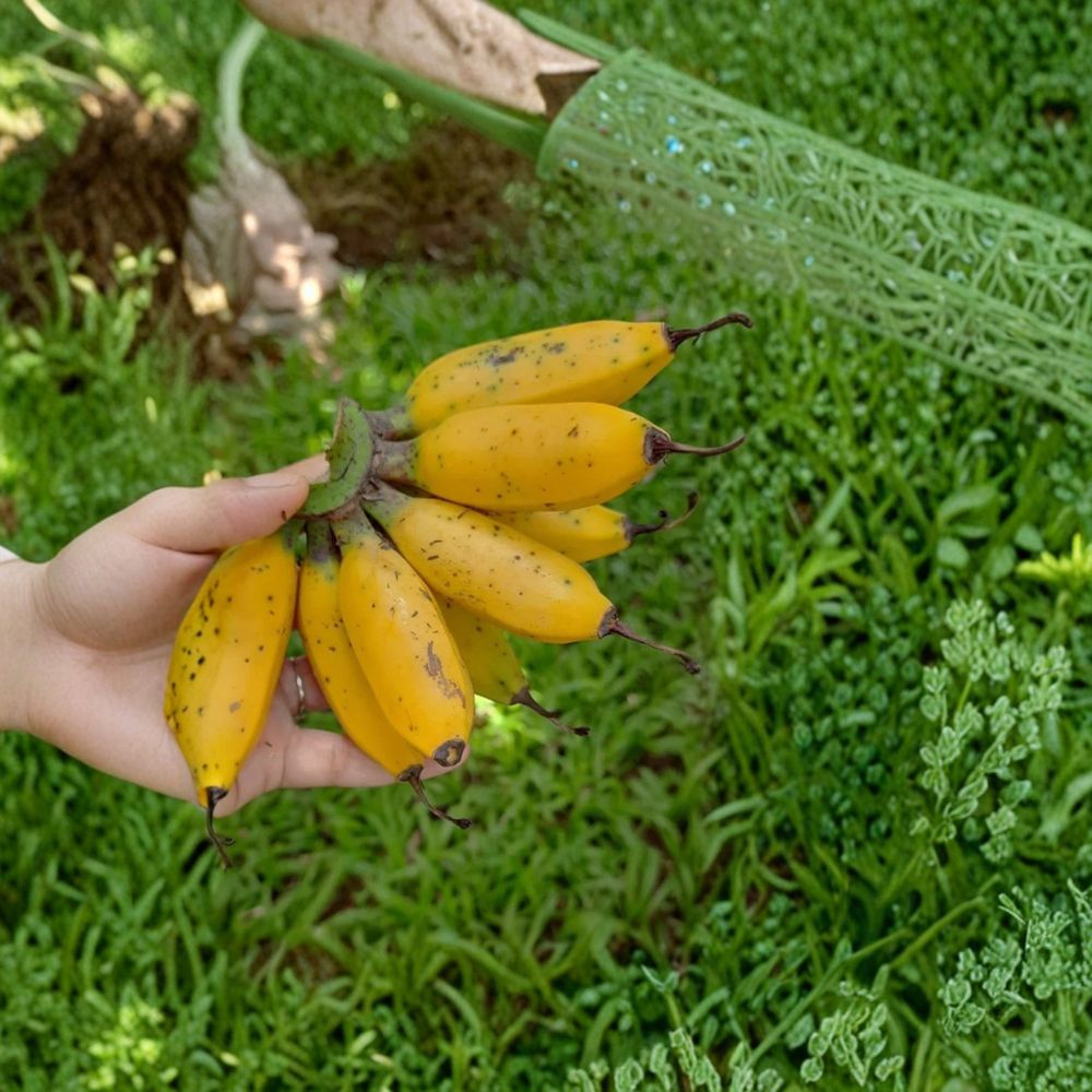 Truly Tiny Banana Plant – Musa acuminata Live Starter Plug | 3–6 Inch Bare Root | Dwarf Banana Plant | Tropical Houseplant | Easy to Grow