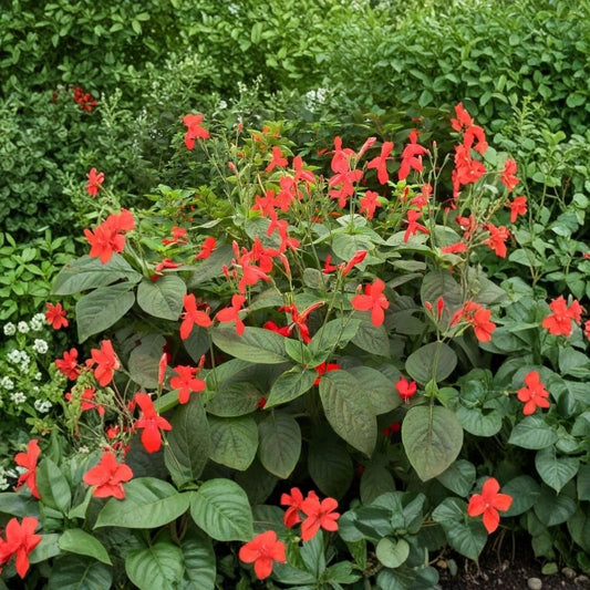 Brazilian Red Ruellia Plants – Set of 2 Live Plants | 4–6 Inch Tall | Red Flowering Perennial | Tropical Garden & Patio Plant | No Pot