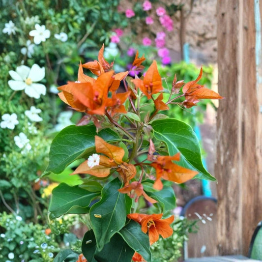 3 Live Fire Opal Bougainvillea Plants | 4–6 Inch Starters | Red-Orange Tropical Flowers | Rooted in Soil | Ships Without Pots