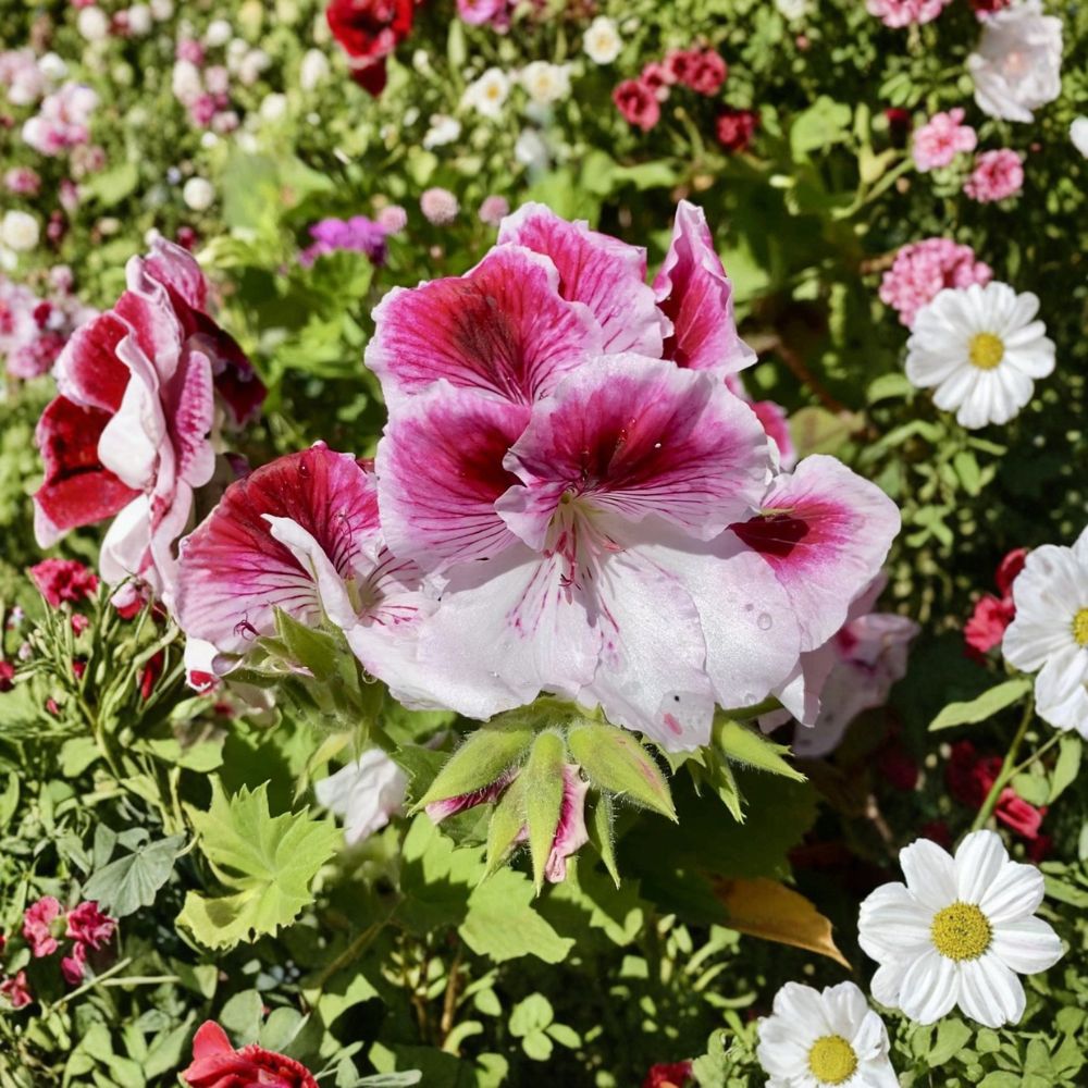 Pink & White Geranium Cuttings – 5 Live Cuttings | Fresh Pelargonium | Ready to Plant | Flowering Garden Starter