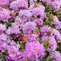 Rhododendron ‘Purpureum Elegans’ – Live Evergreen Shrub | 12–15 Inches Tall | Lavender Purple Blooms | Hardy Landscape Rhododendron | Field Grown