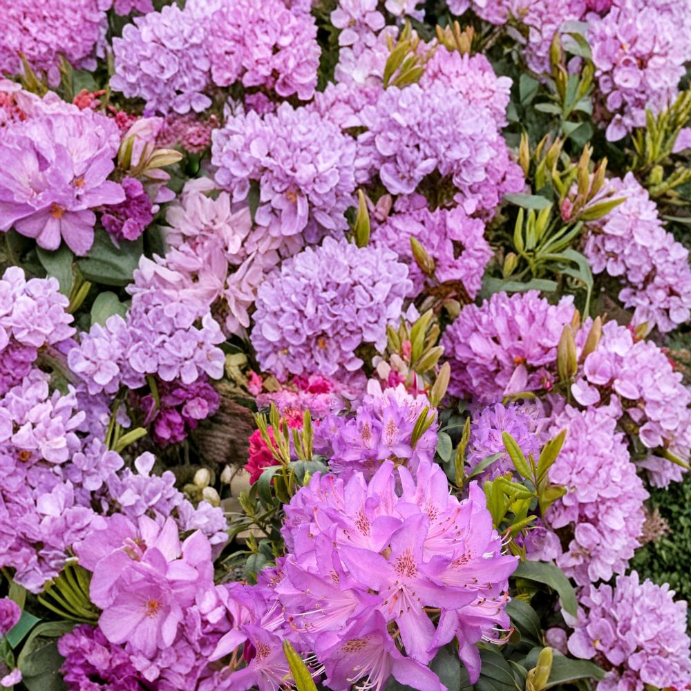 Rhododendron ‘Purpureum Elegans’ – Live Evergreen Shrub | 12–15 Inches Tall | Lavender Purple Blooms | Hardy Landscape Rhododendron | Field Grown