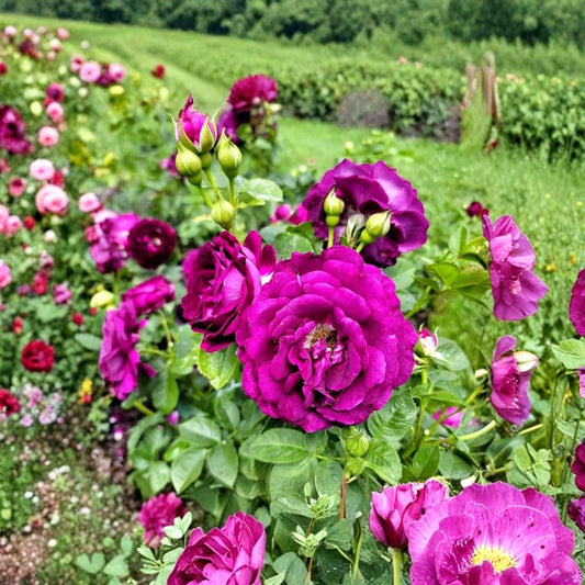 Twilight Zone Purple Rose Live Plant – Grandiflora Rose | 4–6 Inch Starter | Fragrant Purple Rose | Bare Root | Full Sun Garden Plant