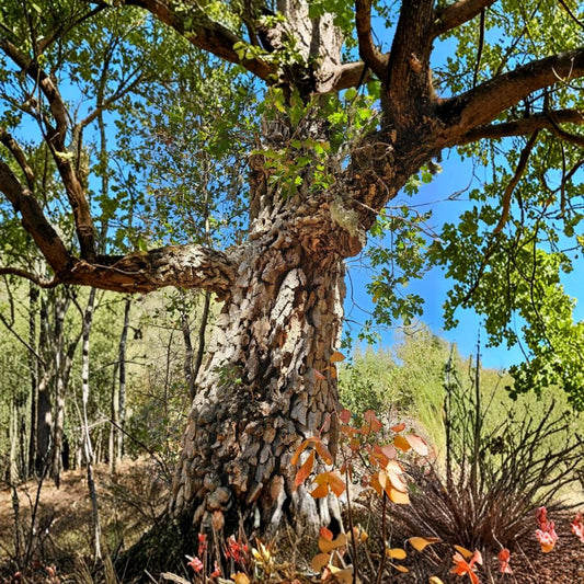 Cork Oak – Quercus suber Live Seedling | 3–6 Inches Tall | Young Hardy Tree | Evergreen Landscape Oak