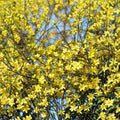 Winter Jasmine – Jasminum nudiflorum Live Plant | Includes 1 Gallon Nursery Pot Bonsai Starter | Early Yellow Blooming Vine | 迎春花 黄梅