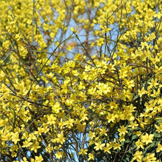 Winter Jasmine – Jasminum nudiflorum Live Plant | Includes 1 Gallon Nursery Pot Bonsai Starter | Early Yellow Blooming Vine | 迎春花 黄梅