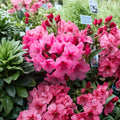 Rhododendron ‘Kimbeth’ – Dwarf Evergreen Rhododendron | Rose Pink Bell-Shaped Blooms | #3 Container Plant