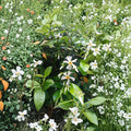 Asian Star Jasmine Live Plants – Trachelospermum asiaticum | Lot of 6 Vines | Fragrant Climbing Ground Cover | Evergreen Garden Plant