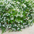 Star Jasmine Cuttings – Trachelospermum jasminoides | 5 Live Cuttings for Rooting | Fragrant Climbing Vine | Rare Plant
