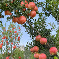 Tunisian Soft-Seed Pomegranate Plant – Punica granatum Live Fruit Plant | Includes Nursery Pot Sweet Juicy Pomegranate | Nearly Seedless Variety | 突尼斯软籽石榴苗