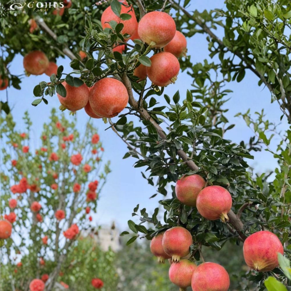 Tunisian Soft-Seed Pomegranate Plant – Punica granatum Live Fruit Plant | Includes Nursery Pot Sweet Juicy Pomegranate | Nearly Seedless Variety | 突尼斯软籽石榴苗