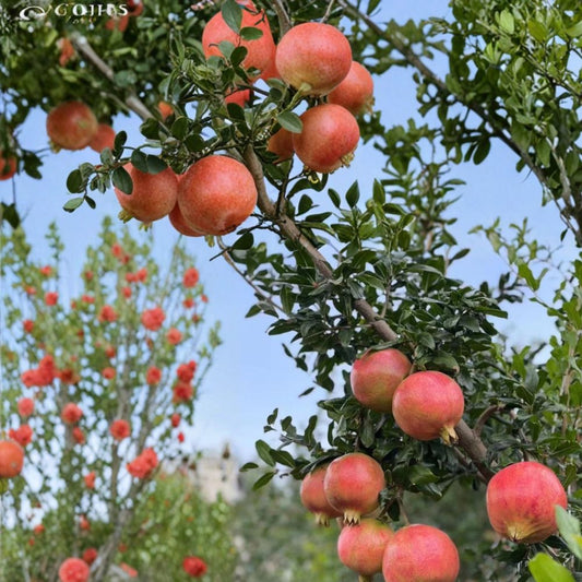 Tunisian Soft-Seed Pomegranate Plant – Punica granatum Live Fruit Plant | Includes Nursery Pot Sweet Juicy Pomegranate | Nearly Seedless Variety | 突尼斯软籽石榴苗