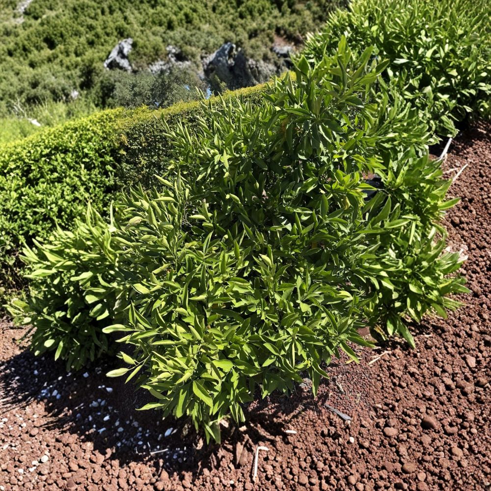 Owari Satsuma Mandarin Live Cuttings | 9 Fresh 4–5 Inch Unrooted Citrus Cuttings | Grow Your Own Seedless Mandarins | Fruit Tree Starter