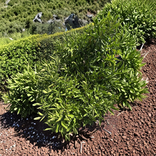 Owari Satsuma Mandarin Live Cuttings | 9 Fresh 4–5 Inch Unrooted Citrus Cuttings | Grow Your Own Seedless Mandarins | Fruit Tree Starter