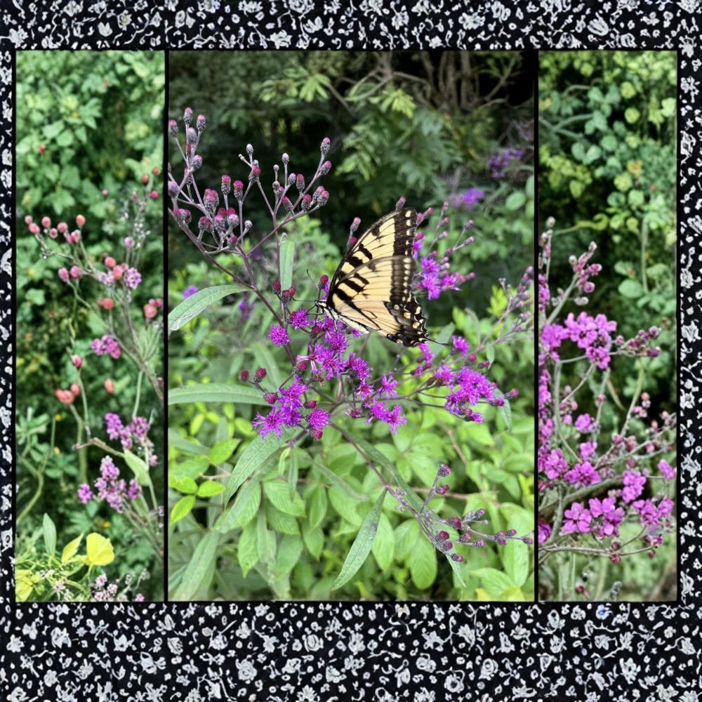 Set of 3 Ironweed Live Rhizomes | Flowering Perennial Roots | Pollinator Garden Plant | Butterfly Friendly | Hardy & Easy to Grow
