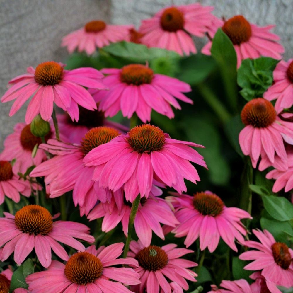 Purple Coneflower ‘PowWow Wild Berry’ – Echinacea purpurea Live Starter Plant | 3–6 Inches Tall | 2.5 x 3.5 Inch Pot | Pollinator Perennial