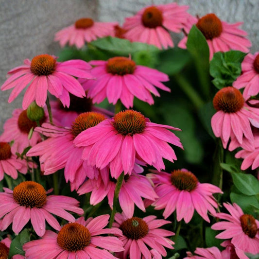 Purple Coneflower ‘PowWow Wild Berry’ – Echinacea purpurea Live Starter Plant | 3–6 Inches Tall | 2.5 x 3.5 Inch Pot | Pollinator Perennial
