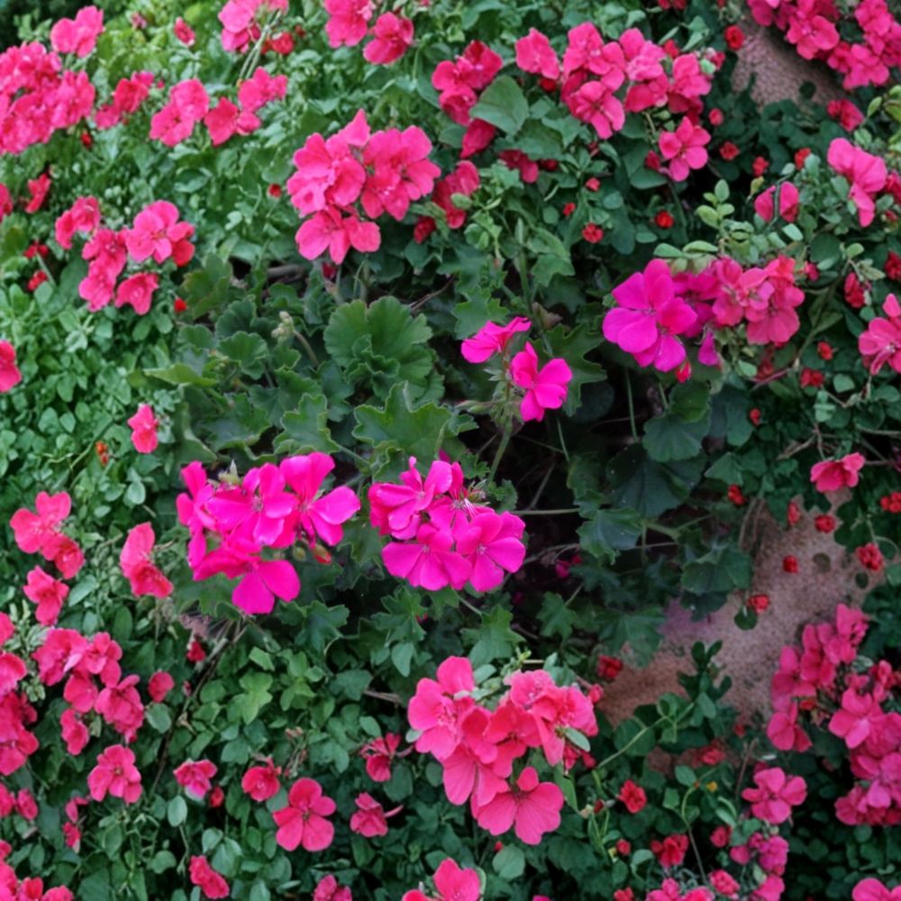 Bright Pink Ivy Geranium Cuttings – Pelargonium peltatum | 3 Live 6 Inch Cuttings | Trailing Flower Plant | Hanging Basket & Patio Friendly | Easy to Root