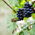 5 Nagano Purple Seedless Grape Cuttings – Vitis vinifera Live Propagation Cuttings | Premium Japanese Table Grape | 長野パープル 长野紫峰 | US Seller