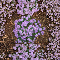 Rhododendron ‘Ramapo’ Live Evergreen Shrub | Compact Purple Blooming Rhododendron | Extremely Cold Hardy Dwarf Plant | #1 Container Grown