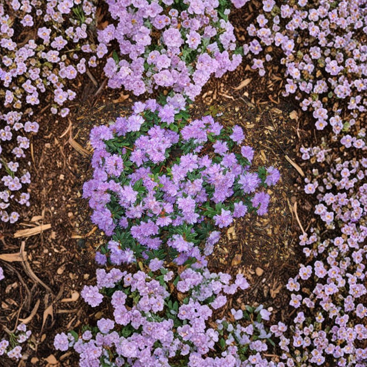 Rhododendron ‘Ramapo’ Live Evergreen Shrub | Compact Purple Blooming Rhododendron | Extremely Cold Hardy Dwarf Plant | #1 Container Grown