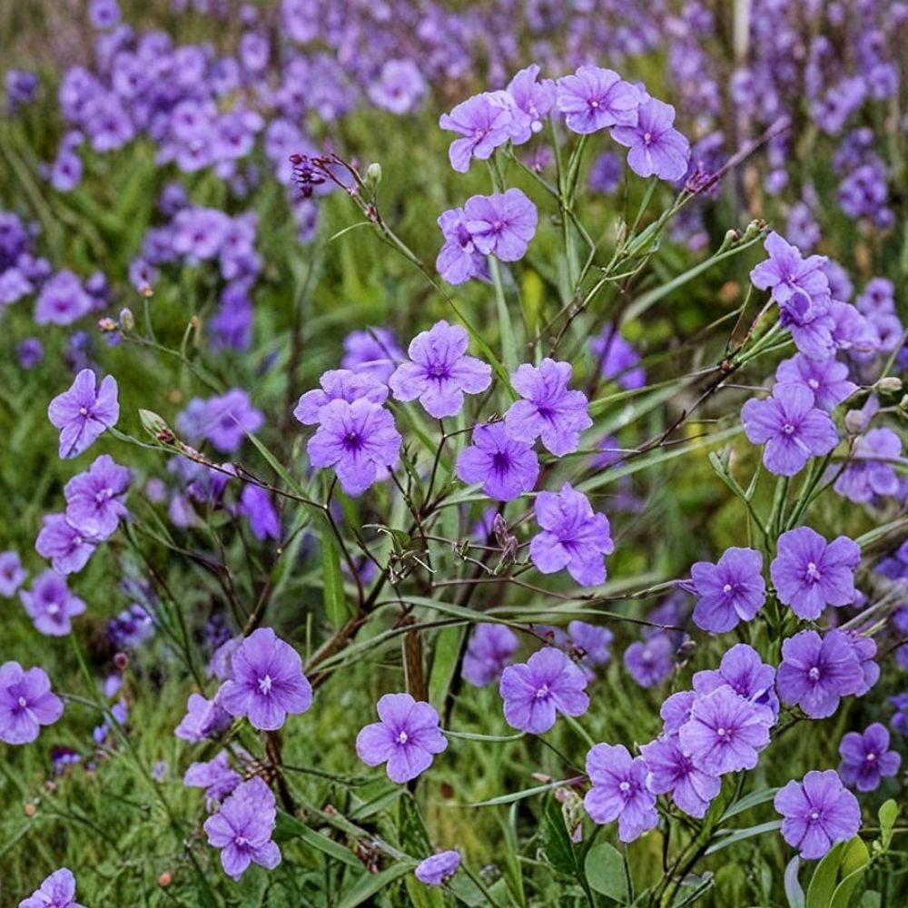 Purple Mexican Petunia – Ruellia simplex Live Rooted Plants | 10 Starter Plants in Pot | Hardy Perennial | Fast Growing | Easy to Grow