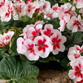 Calliope Medium White Splash Geranium – Live Plant Plug | 2 Inch Pot | Pelargonium Annual Flower | Patio & Container Friendly | Easy to Grow