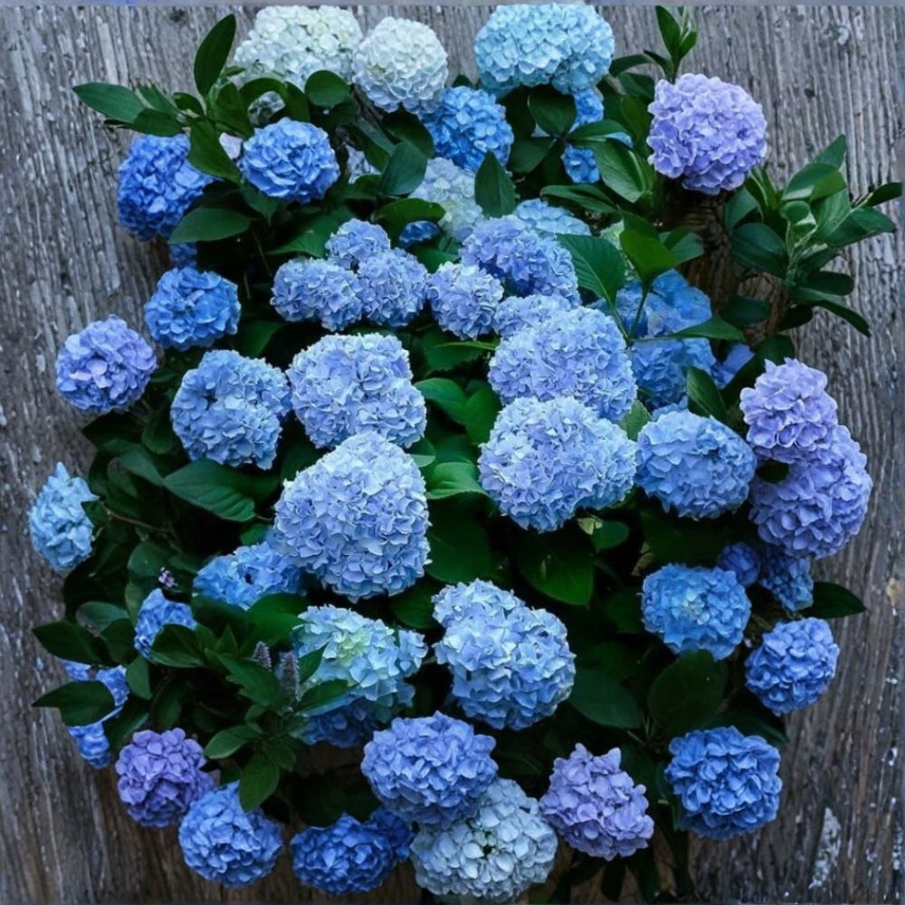 Deep Blue Hydrangea Cuttings – 10 Fresh Live Cuttings | Unrooted Hydrangea Propagation | Flowering Shrub | Garden Starter