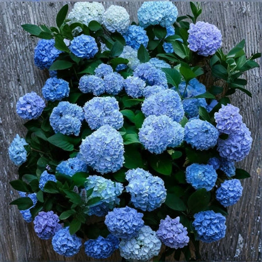 Deep Blue Hydrangea Cuttings – 10 Fresh Live Cuttings | Unrooted Hydrangea Propagation | Flowering Shrub | Garden Starter