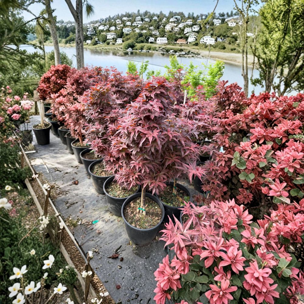 Acer palmatum ‘Twombly’s Red Sentinel’ – Columnar Red Japanese Maple | 35–45 Inches Tall | Narrow Upright Maple Tree | #3 Container Size