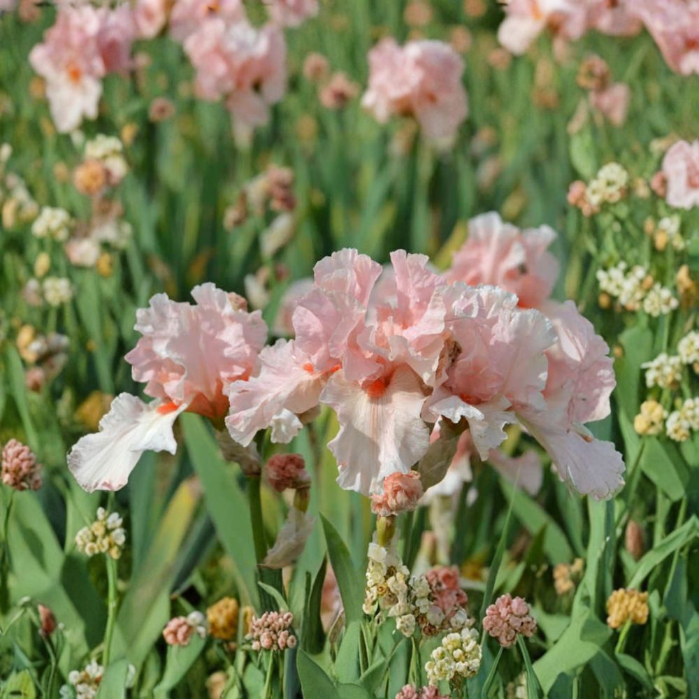 Lenora Pearl Bearded Iris – 3 Live Rhizomes | Reblooming Pink Iris Flowers | #1 Grade Perennial Garden Plant | Hardy Border Iris