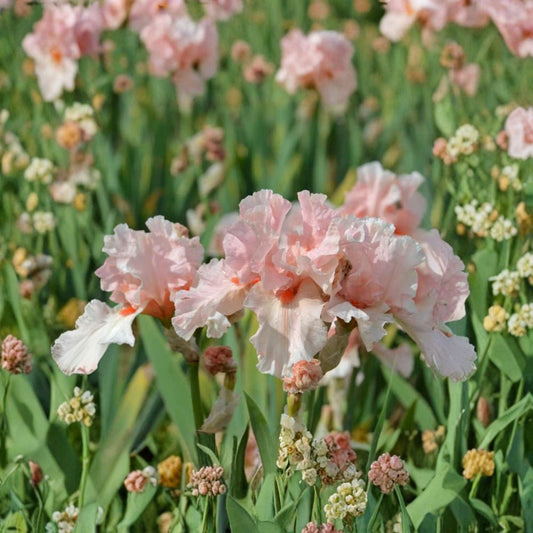 Lenora Pearl Bearded Iris – 3 Live Rhizomes | Reblooming Pink Iris Flowers | #1 Grade Perennial Garden Plant | Hardy Border Iris