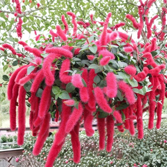 Set of 2 Chenille Firetail Live Plants – Acalypha hispida | 3–6 Inches Tall | Red Fuzzy Flowers | Tropical Ornamental Plant | Hanging Basket & Patio Friendly