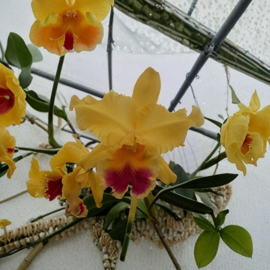 Cattleya Goldenzelle 'Lemon Chiffon' Live Orchid Plant – Fragrant Lemon Yellow Blooms | Mericlone Orchid | Potted Tropical Flowering Plant
