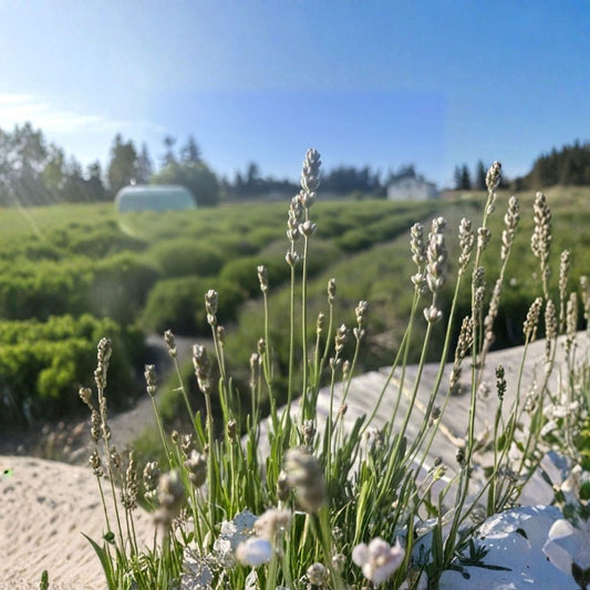 Melissa English Lavender Live Plant – 1 Gallon Pot | Lavandula angustifolia ‘Melissa’ | Soft Pink Blooms | Farm-Grown in Sequim, WA | Pollinator Friendly