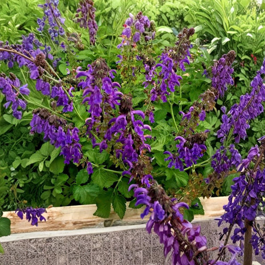 Dan Shen Sage – Salvia miltiorrhiza Live Starter Plant | 3 Inch Nursery Pot | Chinese Red Sage | Hardy Perennial Herb