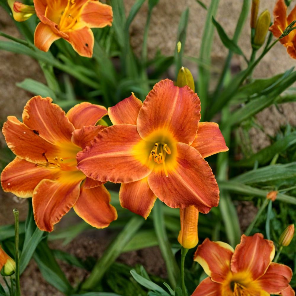 Bright Sunset Daylily – 3 Live Bare Root Plants | Fragrant Orange Hemerocallis | Hardy Perennial Flower | Tropical Sunset Daylily