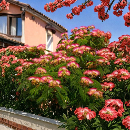 Pink Mimosa Tree Live Bare Root Sapling | Albizia julibrissin | 1+ Foot Silk Tree | Fragrant Pink Blooms | Fast Growing