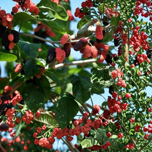 Dwarf Everbearing Mulberry Live Plants – 2 Pack | Fruiting Mulberry Tree Starters | 3–15 Inch | Grown from Fruiting Cuttings | Pesticide Free