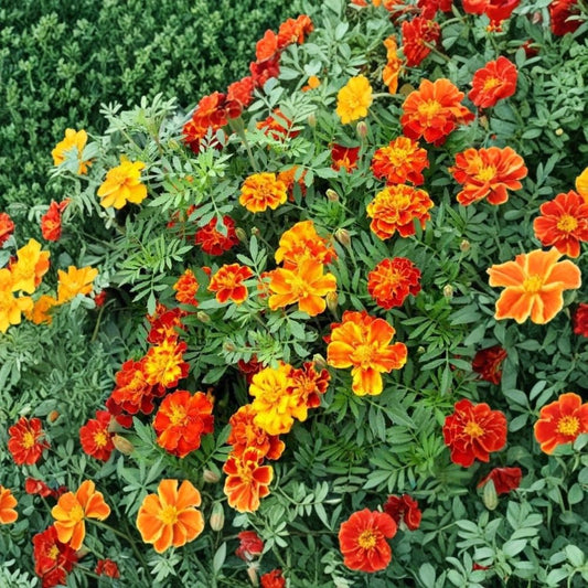 African Marigold Mix – Tagetes erecta Live Plant | 2 Plants Per Pot | 4 Inch Pot Size | Yellow & Orange Flowers | Fast Growing Annual | Full Sun Garden Flower