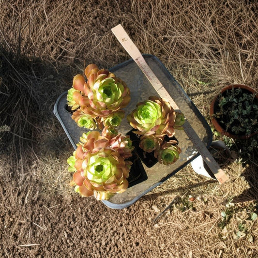 Aeonium 'Blushing Beauty' Live Succulent Plant – Multiple Rosettes | Bare Root | Colorful Aeonium | Easy Care Succulent | Collector Plant