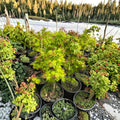 Acer palmatum ‘Summer Gold’ – Golden Yellow Japanese Maple | 20–35 Inches Tall | Heat Tolerant Ornamental Maple | #3 Container Size