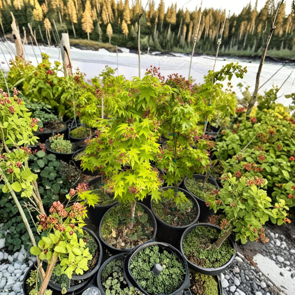 Acer palmatum ‘Summer Gold’ – Golden Yellow Japanese Maple | 20–35 Inches Tall | Heat Tolerant Ornamental Maple | #3 Container Size