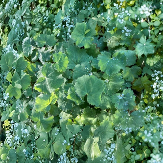 Lady’s Mantle Live Plant – Alchemilla Thriller | 3 Inch Pot | Perennial Garden Plant | Cottage Garden Border Filler | Shade & Partial Sun Friendly