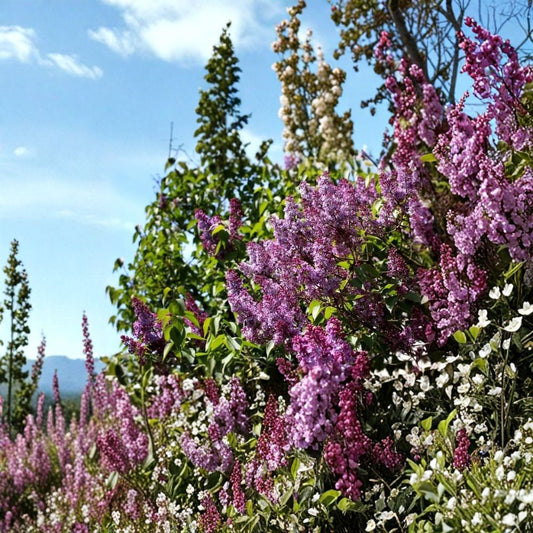 Common Lilac Bush – Syringa vulgaris Live Bare Root Plant | 10–14 Inches Tall | Fragrant Flowering Shrub | Hardy Spring Blooms