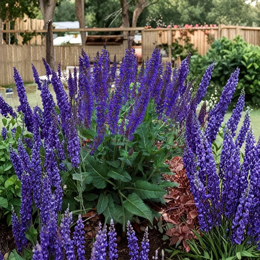 Sallyrosa Salvia – Salvia Live Bare Root Plant | Hardy Flowering Perennial | Pollinator Favorite | Garden Ready