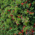Kinnikinnick Bearberry – Arctostaphylos uva-ursi | Evergreen Groundcover With Red Berries | #1 Container Plant