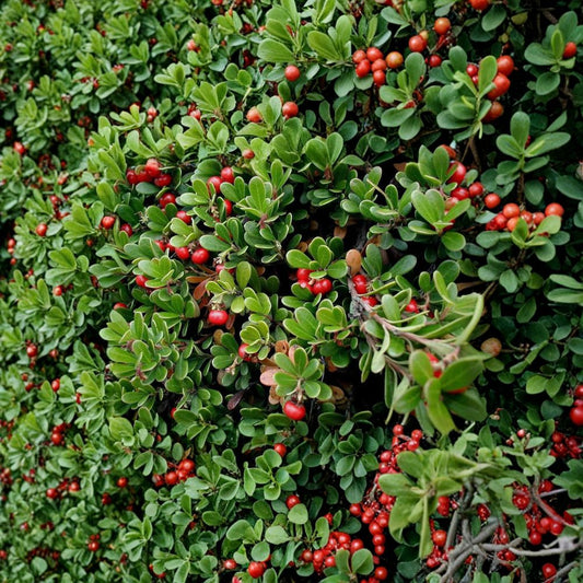 Kinnikinnick Bearberry – Arctostaphylos uva-ursi | Evergreen Groundcover With Red Berries | #1 Container Plant