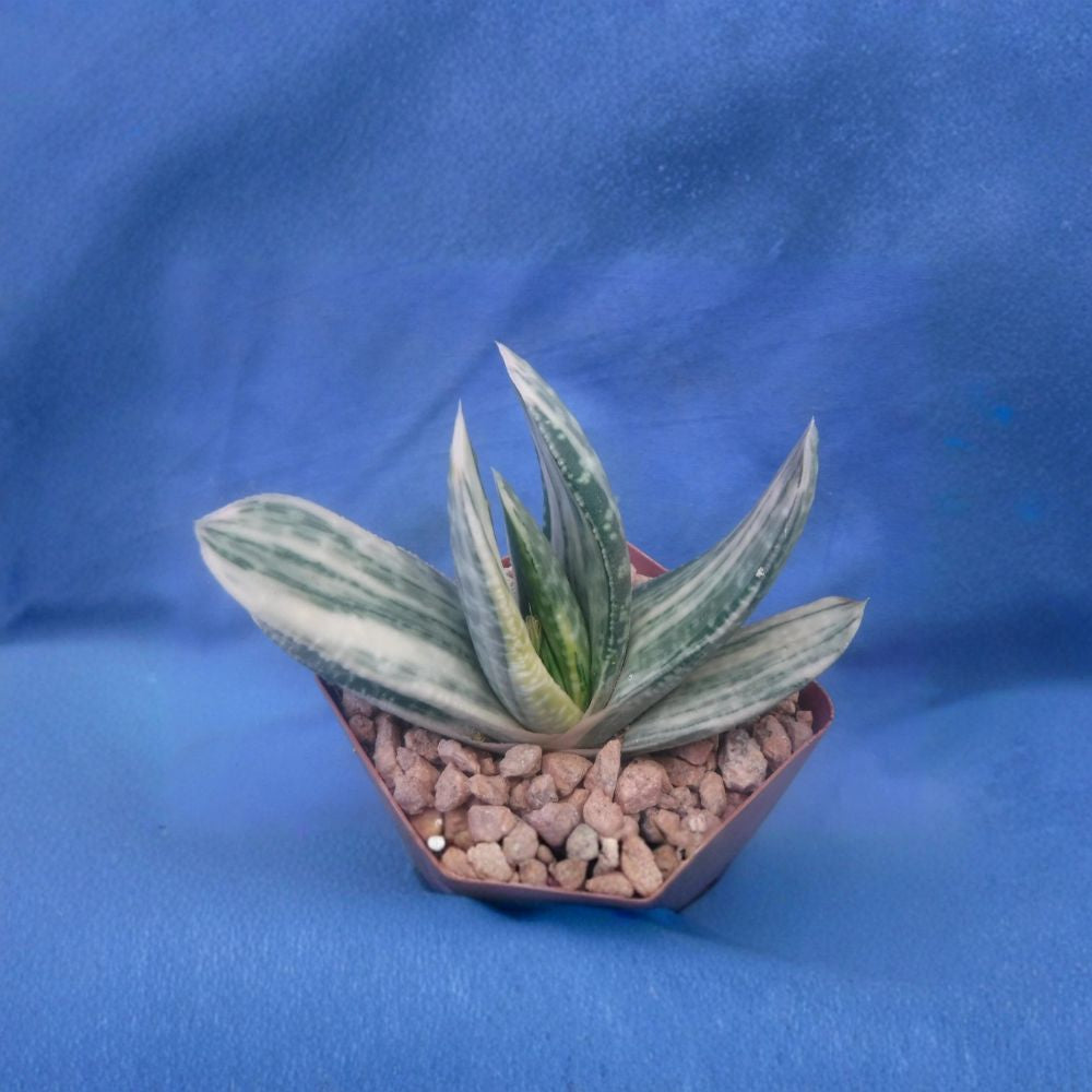 Gasteria 'Sakura Fuji' Variegated Succulent – Live Bare Root Plant | Rare Yellow Variegation | 2–3 Inches Wide | Collector's Succulent | Easy to Grow